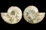 Agatized Ammonite Fossil - Madagascar #145219-1